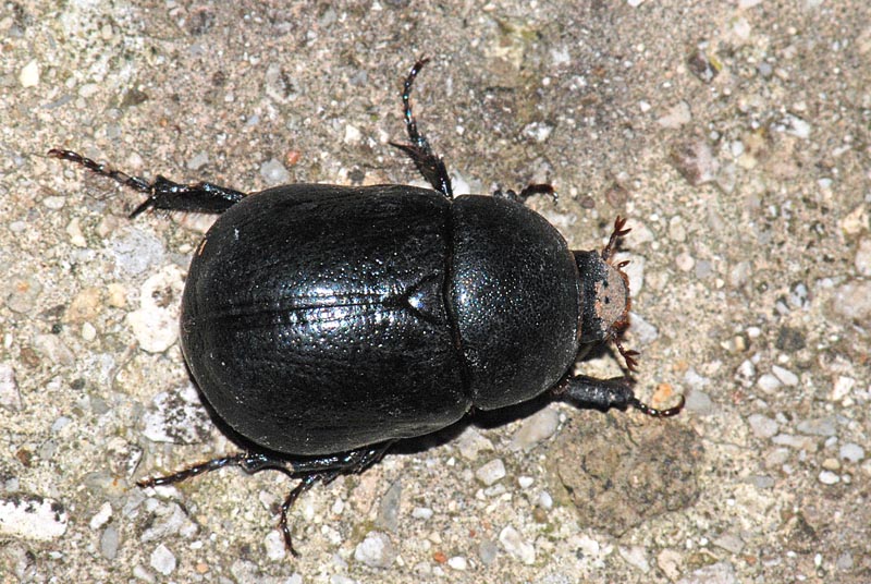 Chi  ? Pentodon bidens punctatus